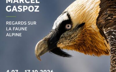 Le sauvage en équilibre